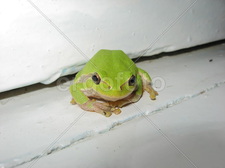 Green tree frog. Frog on the window sill