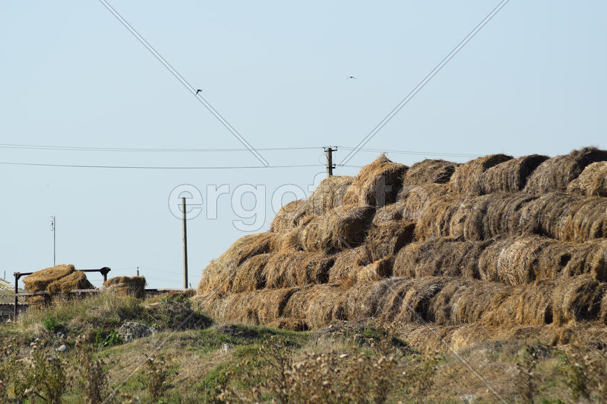 The Haystacks in the field. Summer haymaking