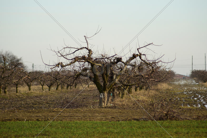 Cropped trees in the apple orchard. Care orchard, pruning trees