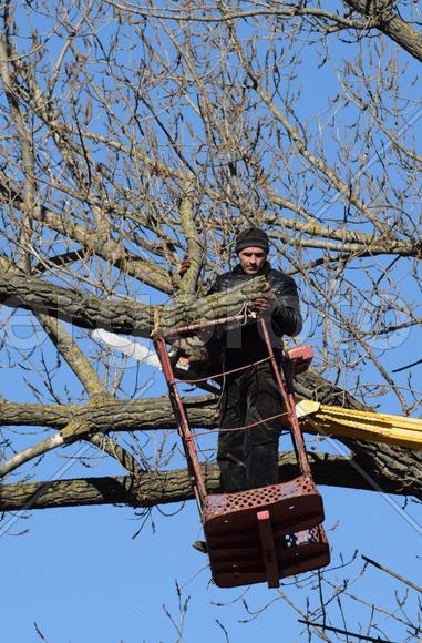 Pruning trees using a lift-arm. Chainsaw Cutting unnecessary branches of the tree. Putting in order 