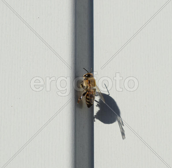 Пчела сидит на белом листе железа.