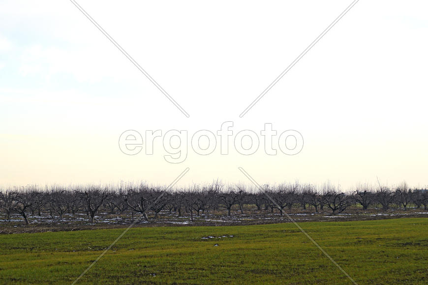 Cropped trees in the apple orchard. Care orchard, pruning trees