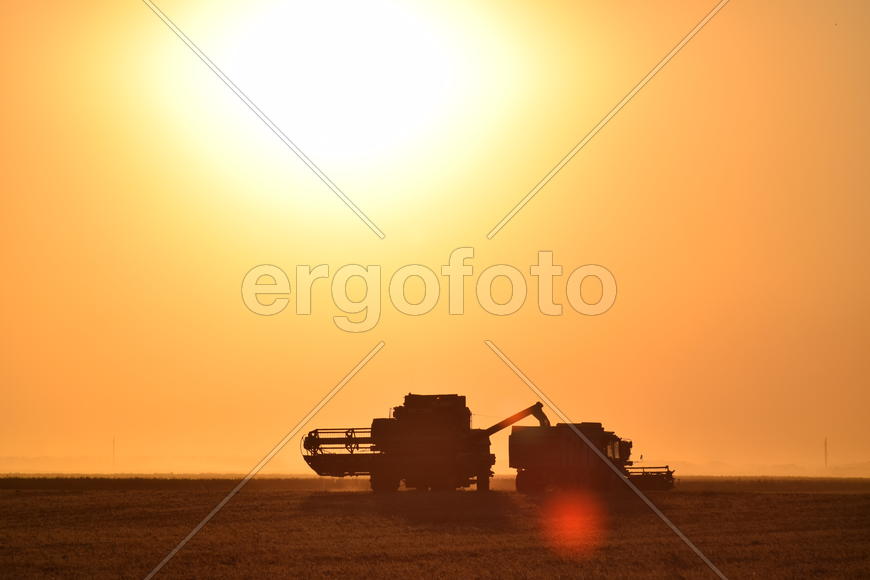 Harvesting by combines at sunset. Agricultural machinery in operation.