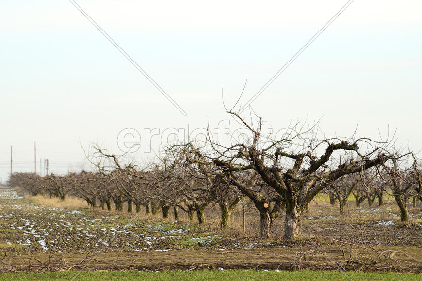 Cropped trees in the apple orchard. Care orchard, pruning trees