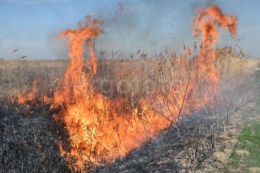 Burning dry grass and reeds. Cleaning the fields and ditches of the thickets of dry grass