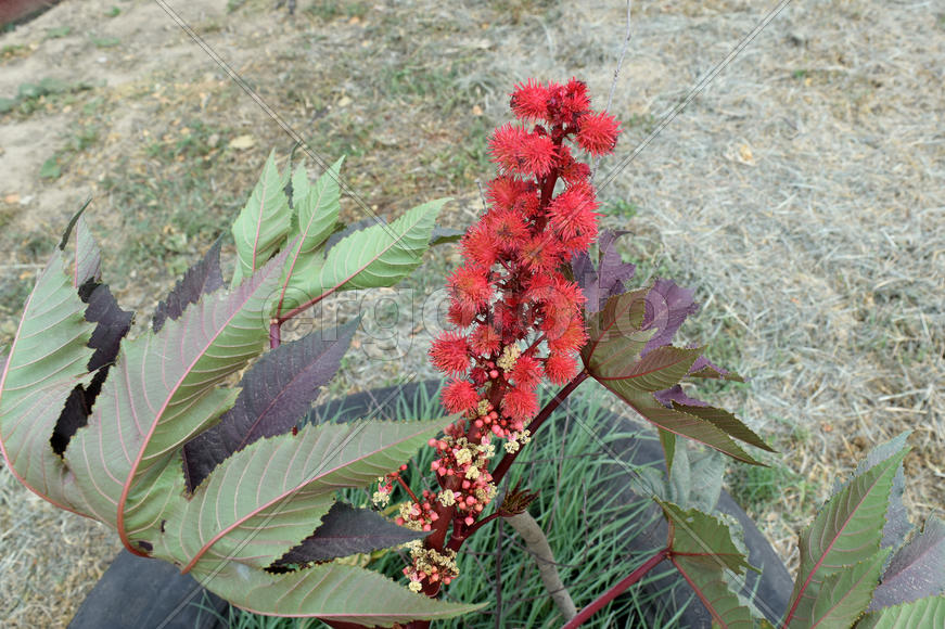 Maturing seeds castor beans. Ornamental plant in the flowerbed