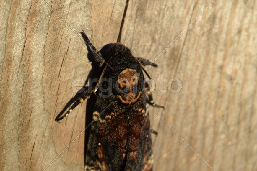 Dead head. The large massive butterfly belonging to family of brazhnik. Night insect