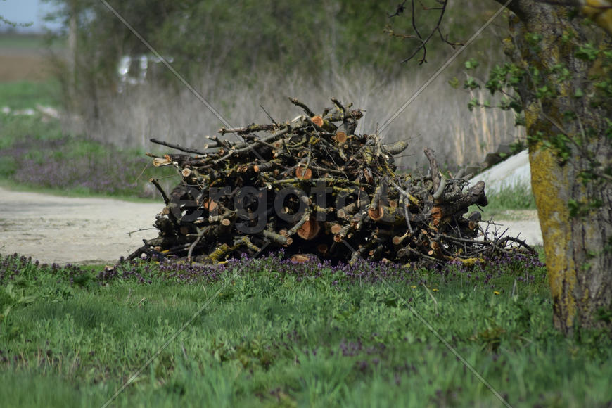 Lot of dry old firewood. Future fire