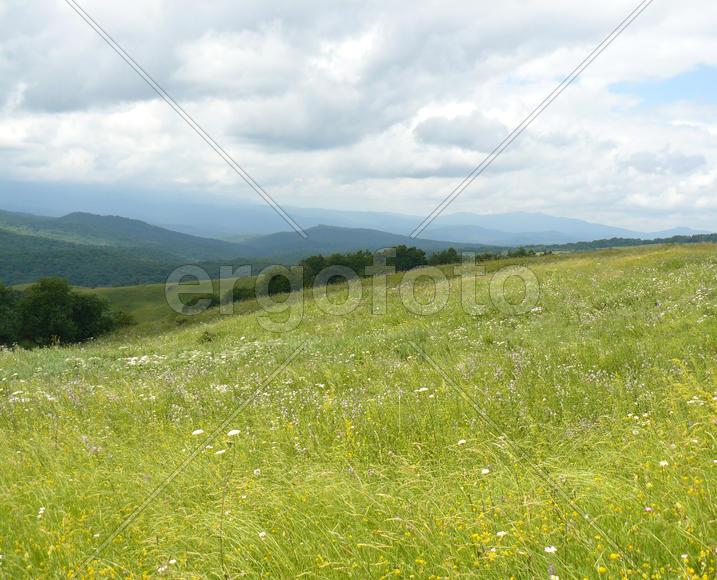 Landscape. The blossoming meadows on slopes of hills