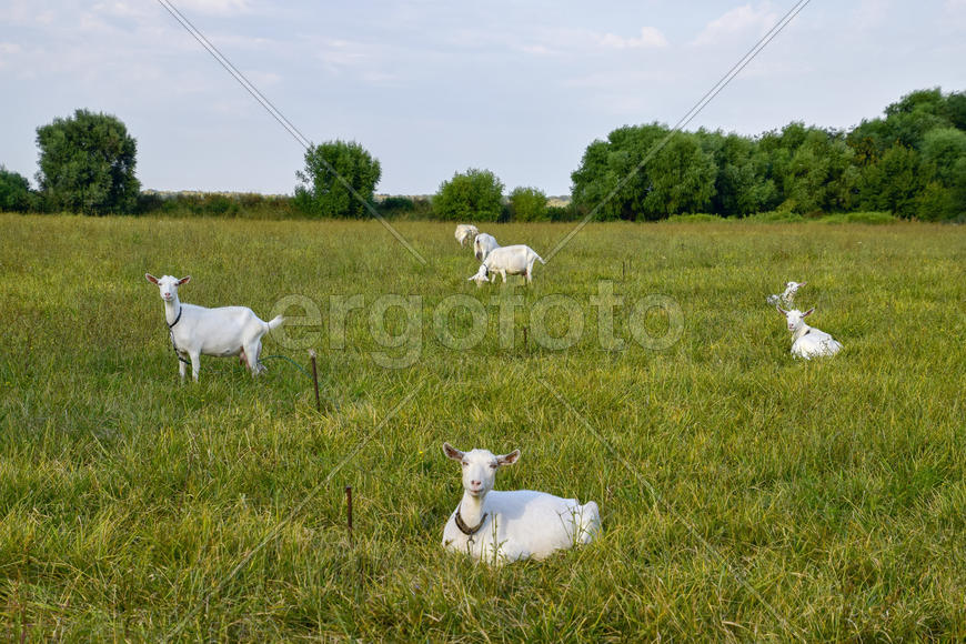 Goats grazing in the meadow. White goat dairy cattle eating grass in a pasture.