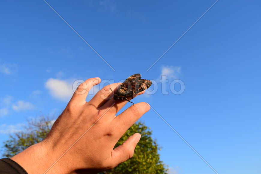 Dead head. The large massive butterfly belonging to family of brazhnik. Night insect