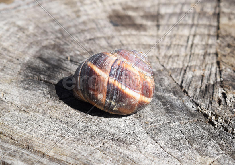 Large snail shell. Snail on the stump