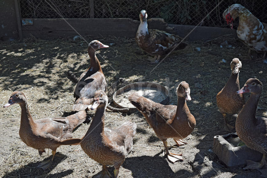 The musky duck. The maintenance of musky ducks in a household