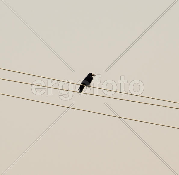 Одинокий Черный ворон, сидящих на проводах. 