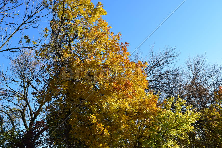 Fraxinus excelsior with the turned yellow leaves. Autumn landscape