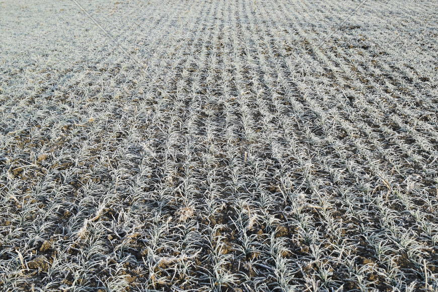Field of winter wheat. Hoarfrost on foliage of sprouts of wheat