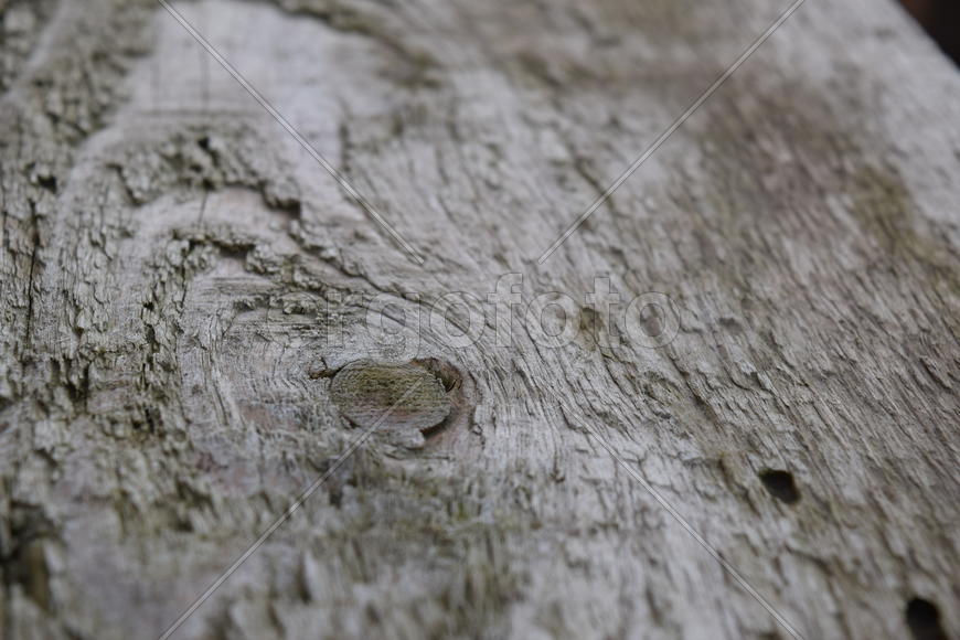 The Fir tree branch background close up