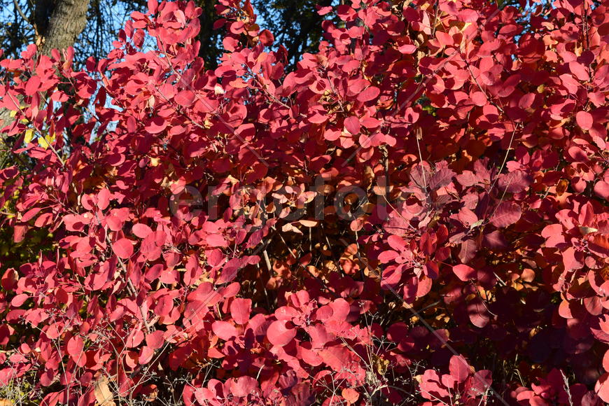 Autumn red color of leaves of cotinus coggygria. Paints of the fall