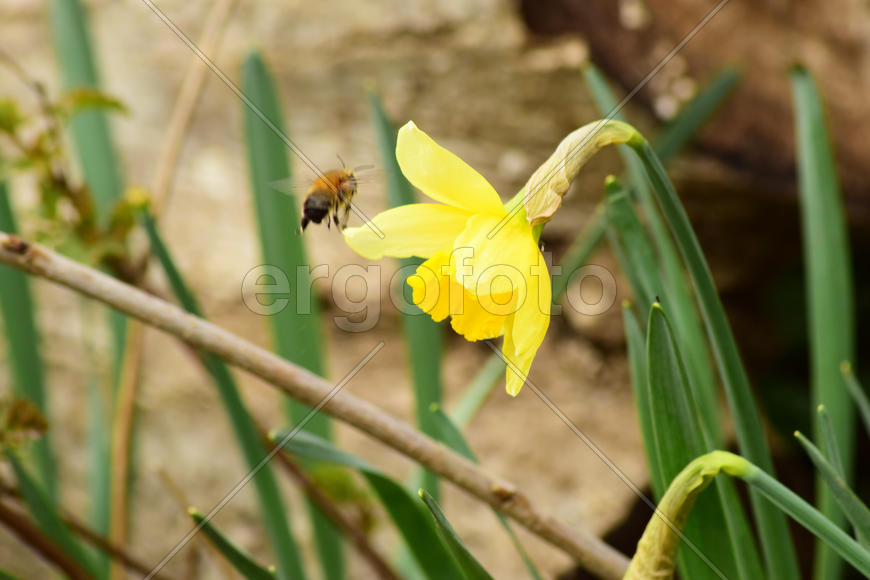 Flowers daffodil yellow. Spring flowering bulb plants in the flowerbed