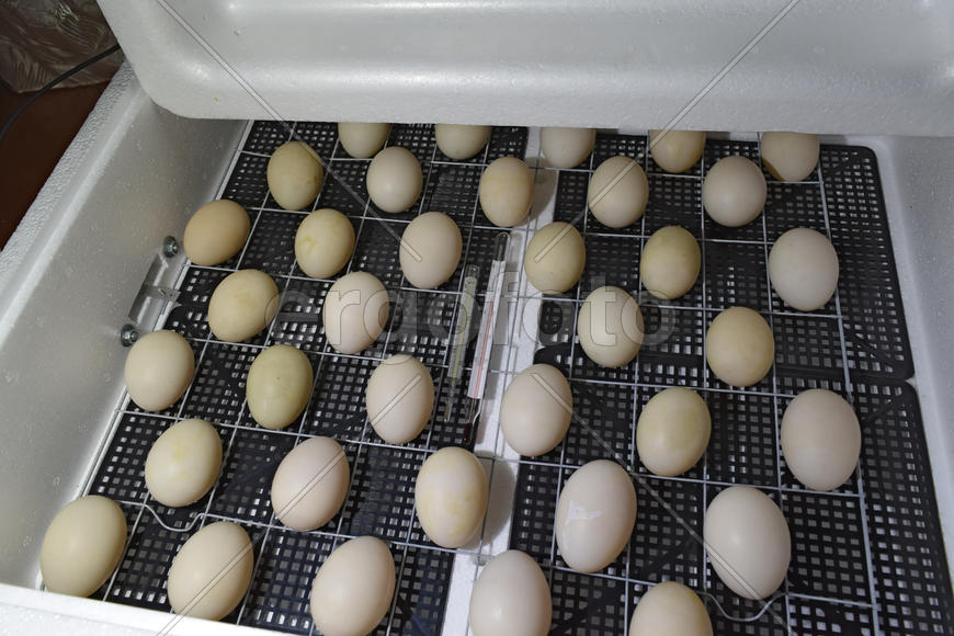 Incubator for a conclusion of chickens, ducklings and gooses. Equipment for a household. The eggs