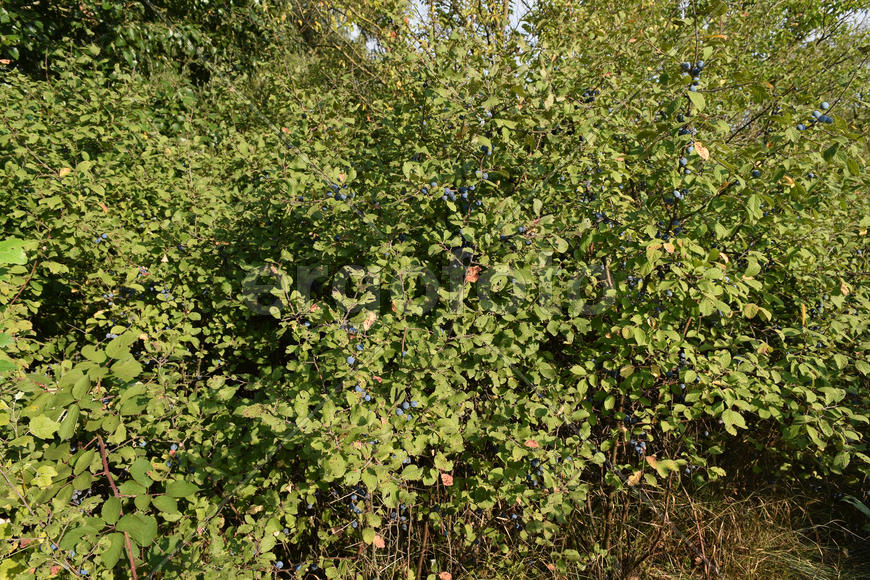 Berries of wild plum - a sloe. Wild fruit in the nature