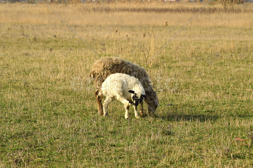 Sheep in the pasture. Grazing sheep herd in the spring field near the village. Sheep of different