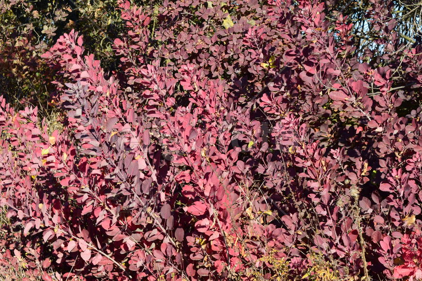 Autumn red color of leaves of cotinus coggygria. Paints of fall