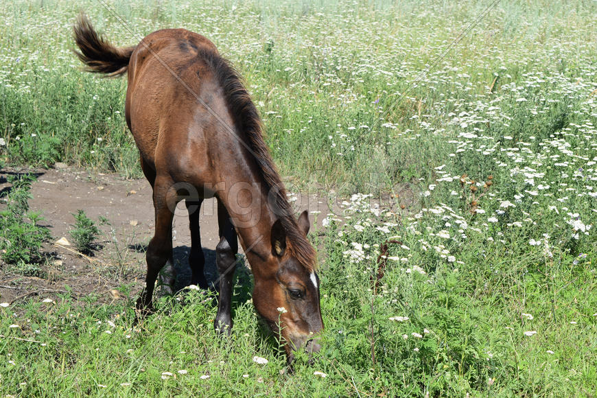 The grazed horse. The horse eats the grass growing on a pasture at coast of the Sea of Azov