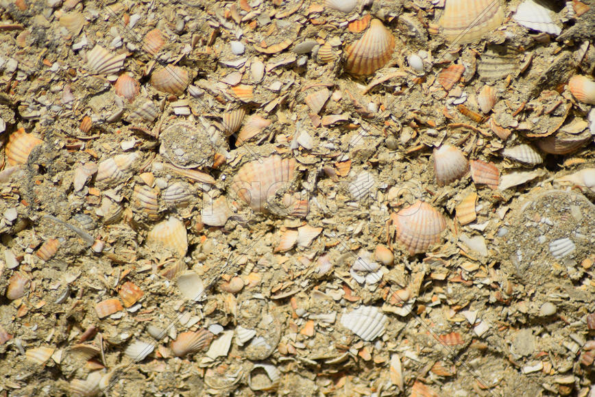 Background from a shell rock in cement. The wall put from slag stone