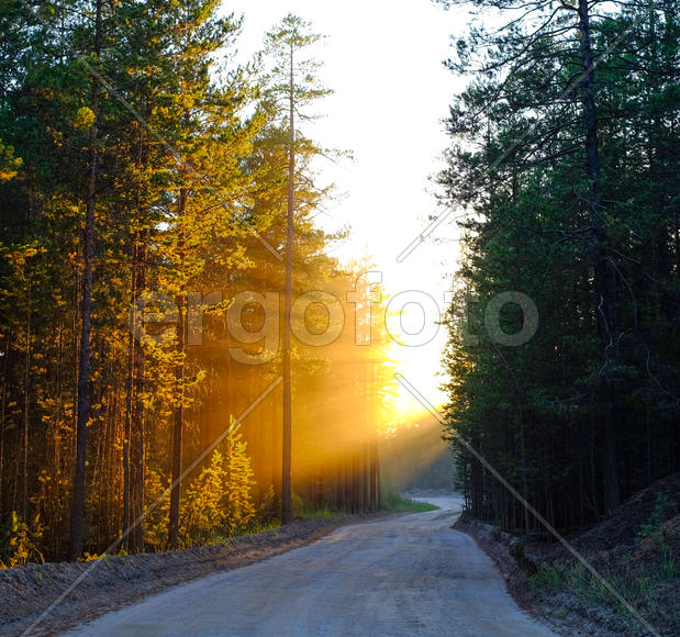 Лучи солнца на закате солнца пробиваются сквозь повороте дороги, и ветви деревьев.