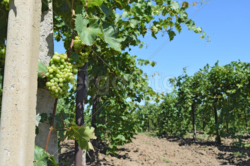 The grape gardens. Cultivation of wine grapes at the Sea of Azov