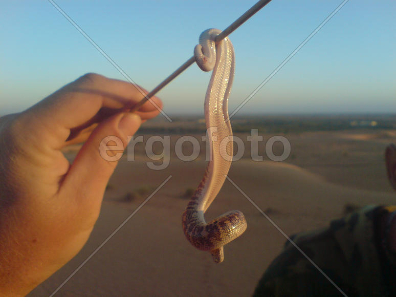 Snake on a stick. Nonpoisonous snake, inhabitant of the desert
