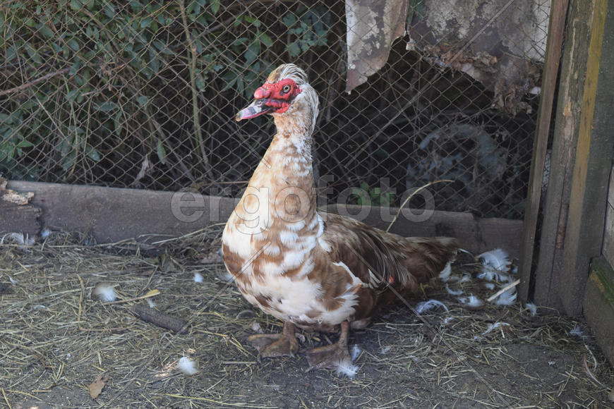 The musky duck. The maintenance of musky ducks in a household