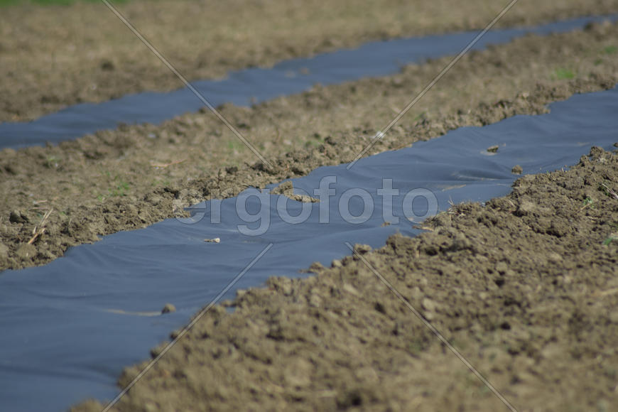 The bed planted with a film of water-melons and melons. Farmland in the garden