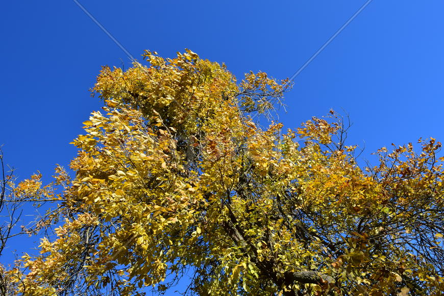 Fraxinus excelsior with the turned yellow leaves. Autumn landscape