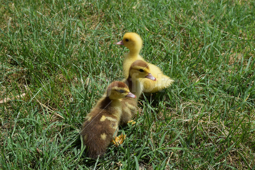 Ducklings of a musky duck. Three-day ducklings walk on a lawn