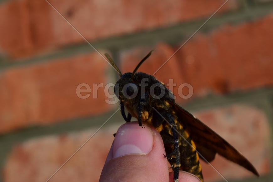 Dead head. The large massive butterfly belonging to family of brazhnik. Night insect