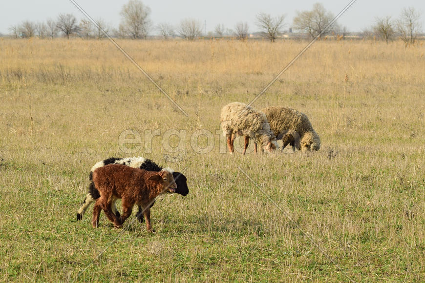 Sheep in the pasture. Grazing sheep herd in the spring field near the village. Sheep of different