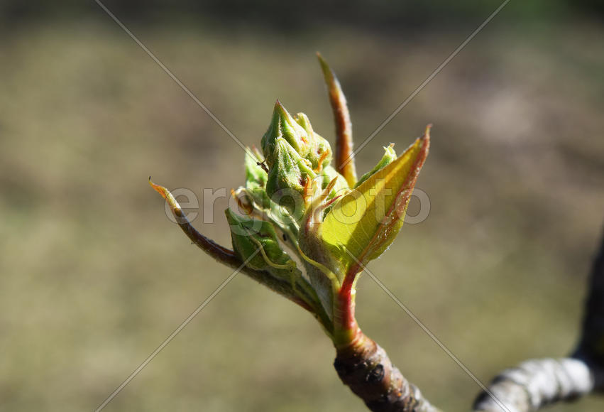 Dissolve kidney pears. Spring in the garden