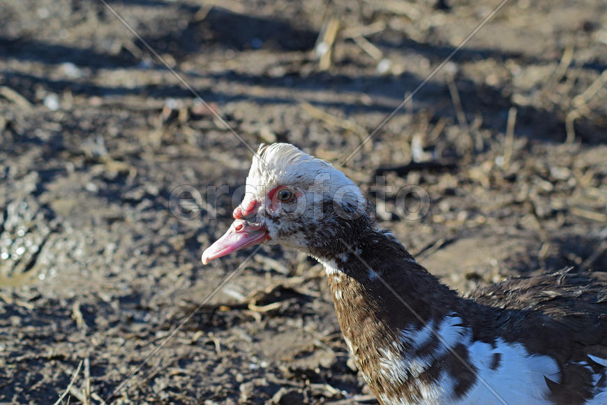 The musky duck. The maintenance of musky ducks in a household