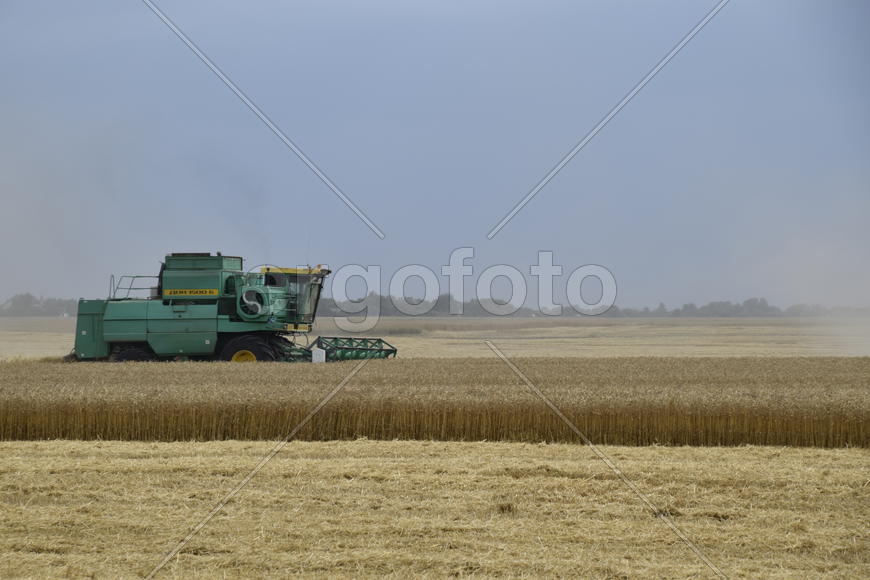 Russia, Temryuk - 01 July 2016: Kombain collects on the wheat crop. Agricultural machinery in the fi