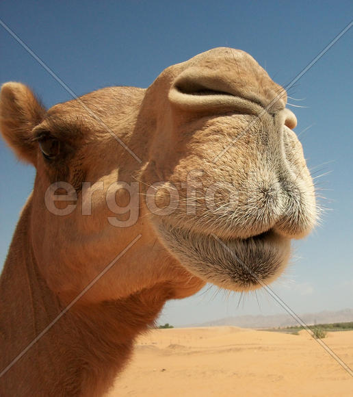 Camels in the desert. Filming of camels during a trip to the Emirates