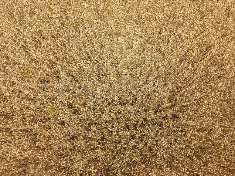 Поле пшеницы. Аэросъемка 