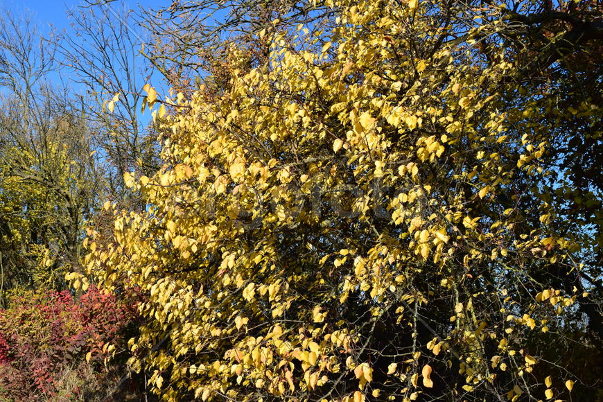 Wild apricot with the turned yellow leaves. Autumn landscape