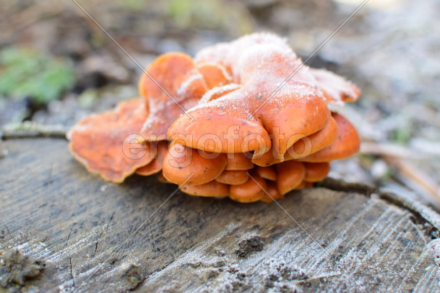 Orange mushrooms on a stub. New life on dead wood