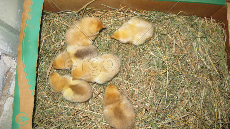 Little chickens. Poultry in individual hen house