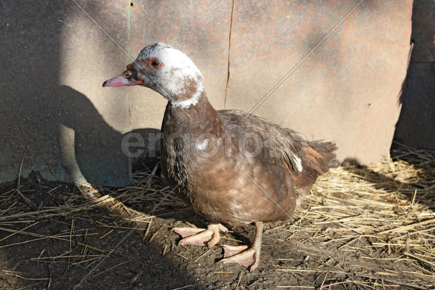 The musky duck. The maintenance of musky ducks in a household