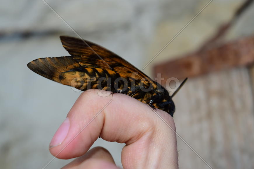 Dead head. The large massive butterfly belonging to family of brazhnik. Night insect