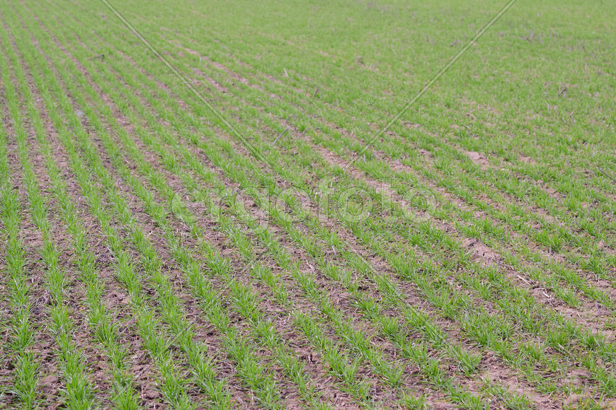 Spring winter wheat field. Shoots of wheat in a field on the ground. Cultivation of cereals