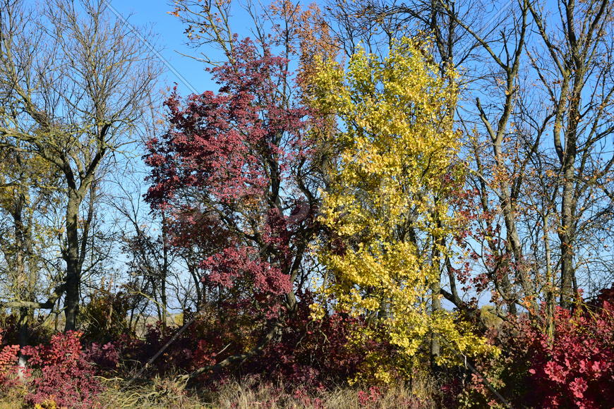 Color of leaves of cotinus coggygria and wild apricot. Trees in a forest belt in the fall